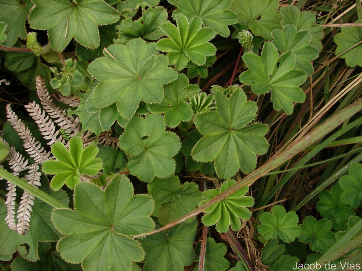Alchemilla indica Gardner